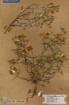 URN_catalog_HBHinton_herbarium_18642.jpg.jpg