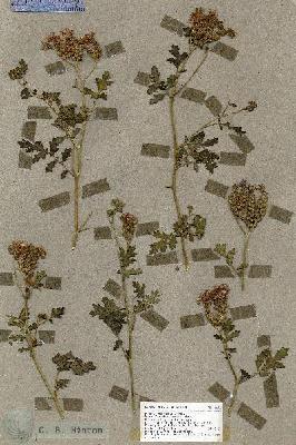 URN_catalog_HBHinton_herbarium_18692.jpg.jpg
