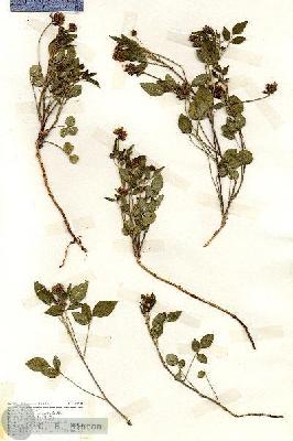 URN_catalog_HBHinton_herbarium_18684.jpg.jpg