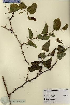 URN_catalog_HBHinton_herbarium_18685.jpg.jpg