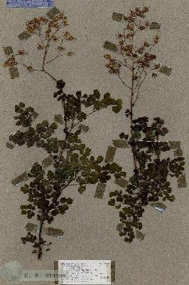 URN_catalog_HBHinton_herbarium_18688.jpg.jpg