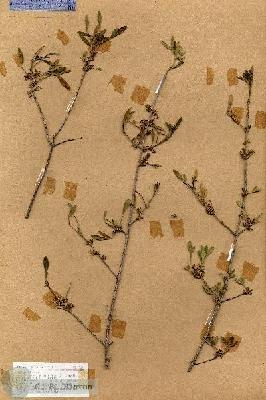 URN_catalog_HBHinton_herbarium_18689.jpg.jpg