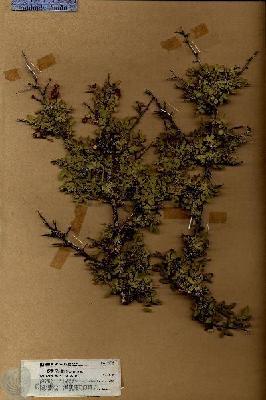 URN_catalog_HBHinton_herbarium_18708.jpg.jpg