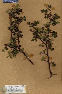 URN_catalog_HBHinton_herbarium_18713.jpg.jpg