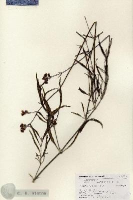 URN_catalog_HBHinton_herbarium_18757.jpg.jpg