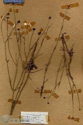URN_catalog_HBHinton_herbarium_18728.jpg.jpg
