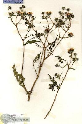 URN_catalog_HBHinton_herbarium_18783.jpg.jpg