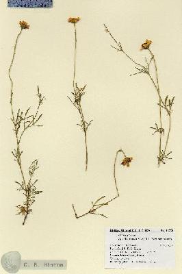 URN_catalog_HBHinton_herbarium_18734.jpg.jpg