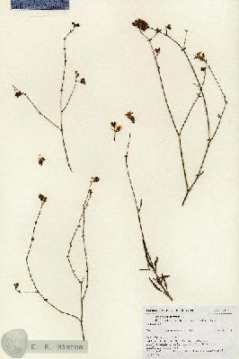 URN_catalog_HBHinton_herbarium_18749.jpg.jpg