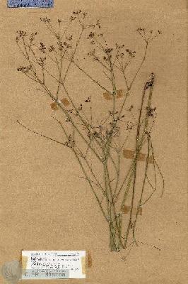 URN_catalog_HBHinton_herbarium_18764.jpg.jpg