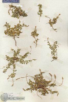 URN_catalog_HBHinton_herbarium_18788.jpg.jpg