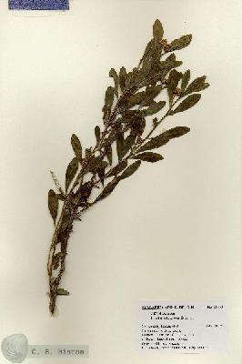 URN_catalog_HBHinton_herbarium_18771.jpg.jpg