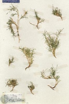 URN_catalog_HBHinton_herbarium_18789.jpg.jpg