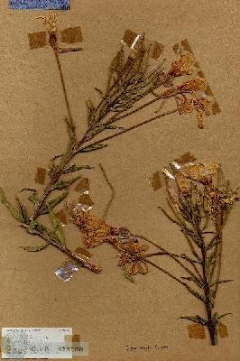 URN_catalog_HBHinton_herbarium_18776.jpg.jpg