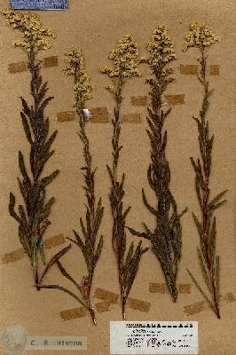 URN_catalog_HBHinton_herbarium_18780.jpg.jpg