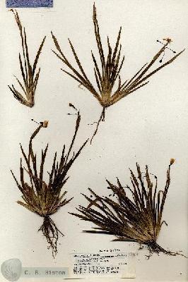 URN_catalog_HBHinton_herbarium_18816.jpg.jpg