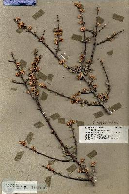 URN_catalog_HBHinton_herbarium_18805.jpg.jpg