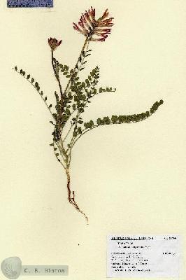 URN_catalog_HBHinton_herbarium_18799.jpg.jpg