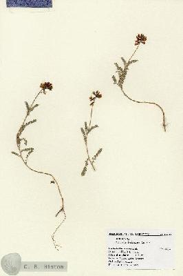 URN_catalog_HBHinton_herbarium_18800.jpg.jpg