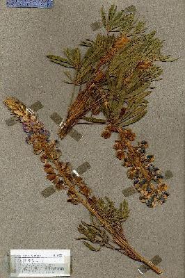URN_catalog_HBHinton_herbarium_18820.jpg.jpg