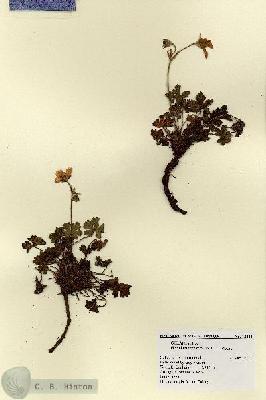 URN_catalog_HBHinton_herbarium_18821.jpg.jpg