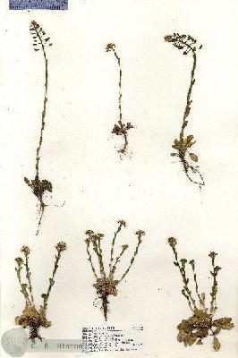 URN_catalog_HBHinton_herbarium_18824.jpg.jpg