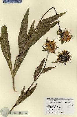 URN_catalog_HBHinton_herbarium_18875.jpg.jpg