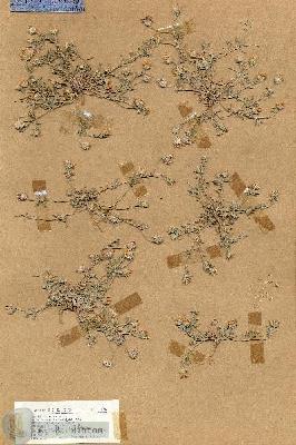 URN_catalog_HBHinton_herbarium_18834.jpg.jpg