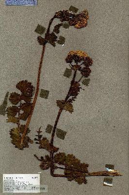 URN_catalog_HBHinton_herbarium_18877.jpg.jpg