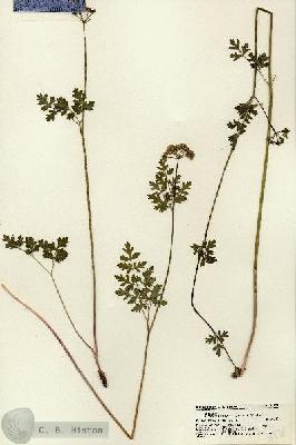 URN_catalog_HBHinton_herbarium_18838.jpg.jpg