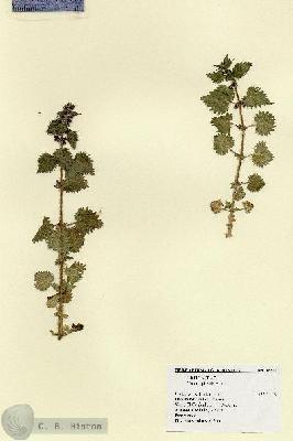 URN_catalog_HBHinton_herbarium_18841.jpg.jpg