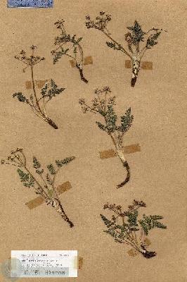 URN_catalog_HBHinton_herbarium_18842.jpg.jpg