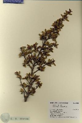 URN_catalog_HBHinton_herbarium_18844.jpg.jpg