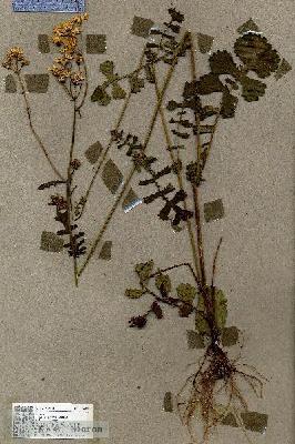 URN_catalog_HBHinton_herbarium_18879.jpg.jpg