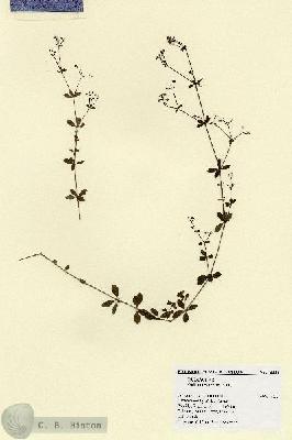 URN_catalog_HBHinton_herbarium_18880.jpg.jpg