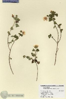 URN_catalog_HBHinton_herbarium_18881.jpg.jpg