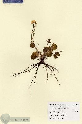 URN_catalog_HBHinton_herbarium_18854.jpg.jpg