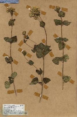 URN_catalog_HBHinton_herbarium_18910.jpg.jpg