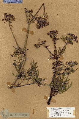 URN_catalog_HBHinton_herbarium_18859.jpg.jpg