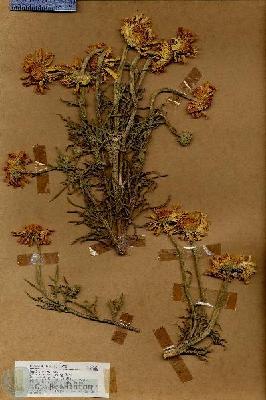 URN_catalog_HBHinton_herbarium_18863.jpg.jpg
