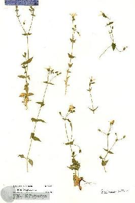 URN_catalog_HBHinton_herbarium_18869.jpg.jpg