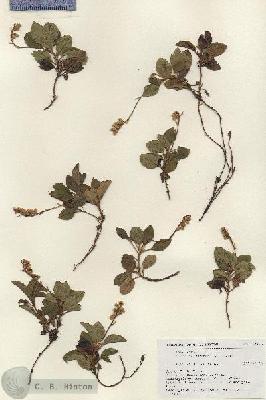 URN_catalog_HBHinton_herbarium_18870.jpg.jpg