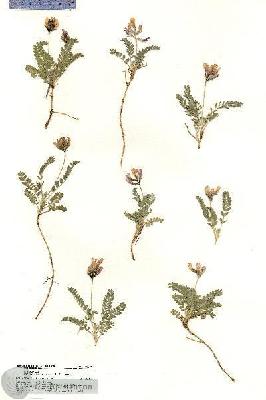 URN_catalog_HBHinton_herbarium_18871.jpg.jpg