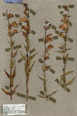 URN_catalog_HBHinton_herbarium_18888.jpg.jpg