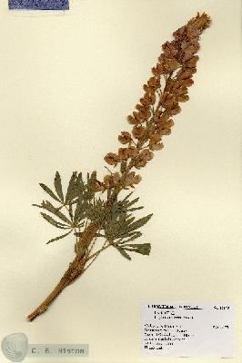 URN_catalog_HBHinton_herbarium_18873.jpg.jpg