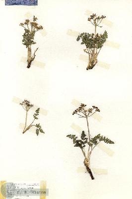 URN_catalog_HBHinton_herbarium_18891.jpg.jpg
