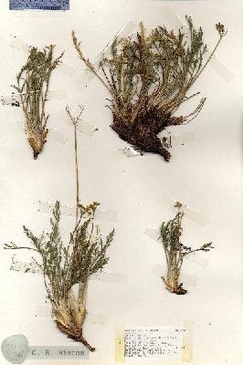 URN_catalog_HBHinton_herbarium_18940.jpg.jpg