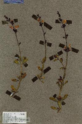 URN_catalog_HBHinton_herbarium_18893.jpg.jpg