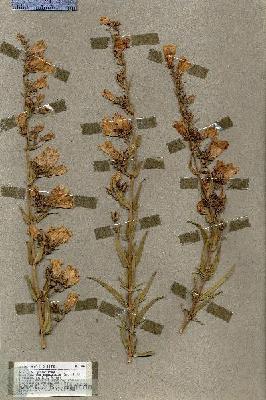 URN_catalog_HBHinton_herbarium_18898.jpg.jpg