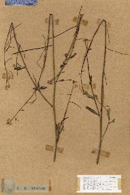URN_catalog_HBHinton_herbarium_18899.jpg.jpg